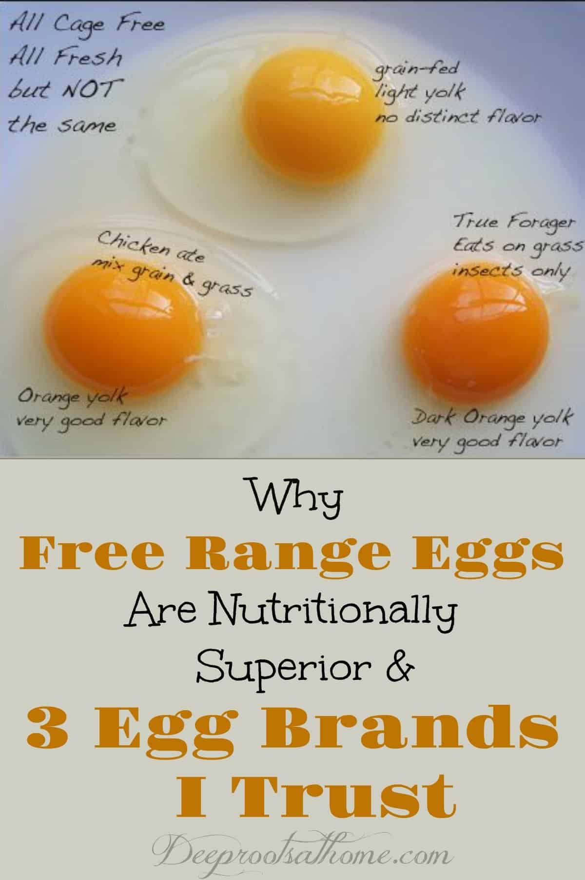 Why Free Range Eggs Are Nutritionally Superior & 3 Egg Brands I Trust. Comparing egg companies and superiority of eggs