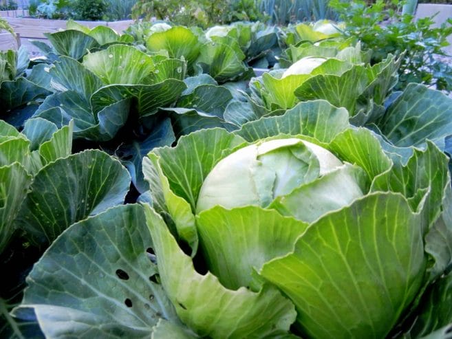 Growing cabbage, a cool weather crop the French intensive gardening way