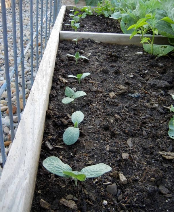 weed-free compost with squash seedlings coming up