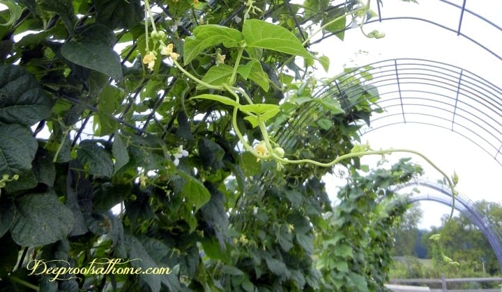 Building A Strong Wind & Weather-Resistant Trellis How to Build A Durable Wind & Weather-Resistant Garden Trellis. Climbing vines on a cattle panel trellis