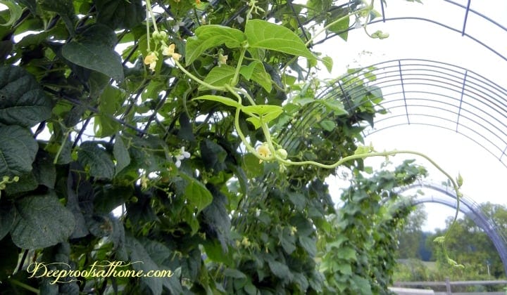 How to Build A Durable Wind & Weather-Resistant Garden Trellis. Climbing vines on a cattle panel trellis 