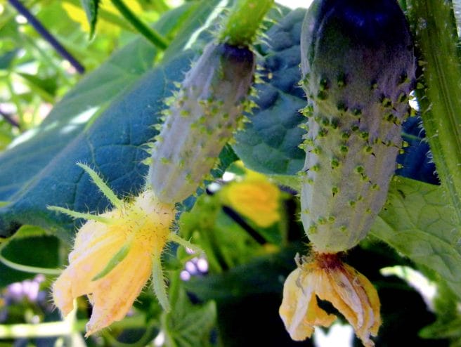 Building A Strong Wind & Weather-Resistant Trellis. Young cucumbers are easy picking on the trellis.