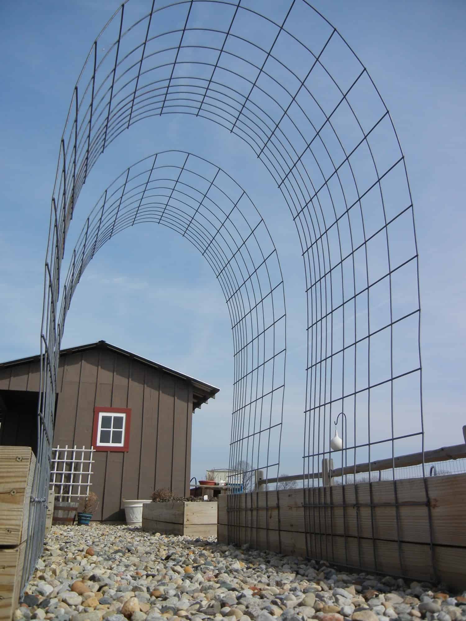 Heavy gauge cattle panels in place in the garden