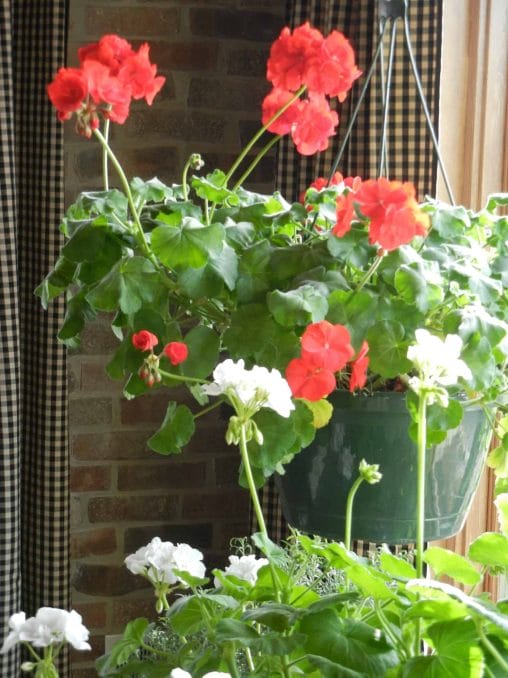 Glorious Geraniums At Your Window In Winter, continuously budding red and white geraniums