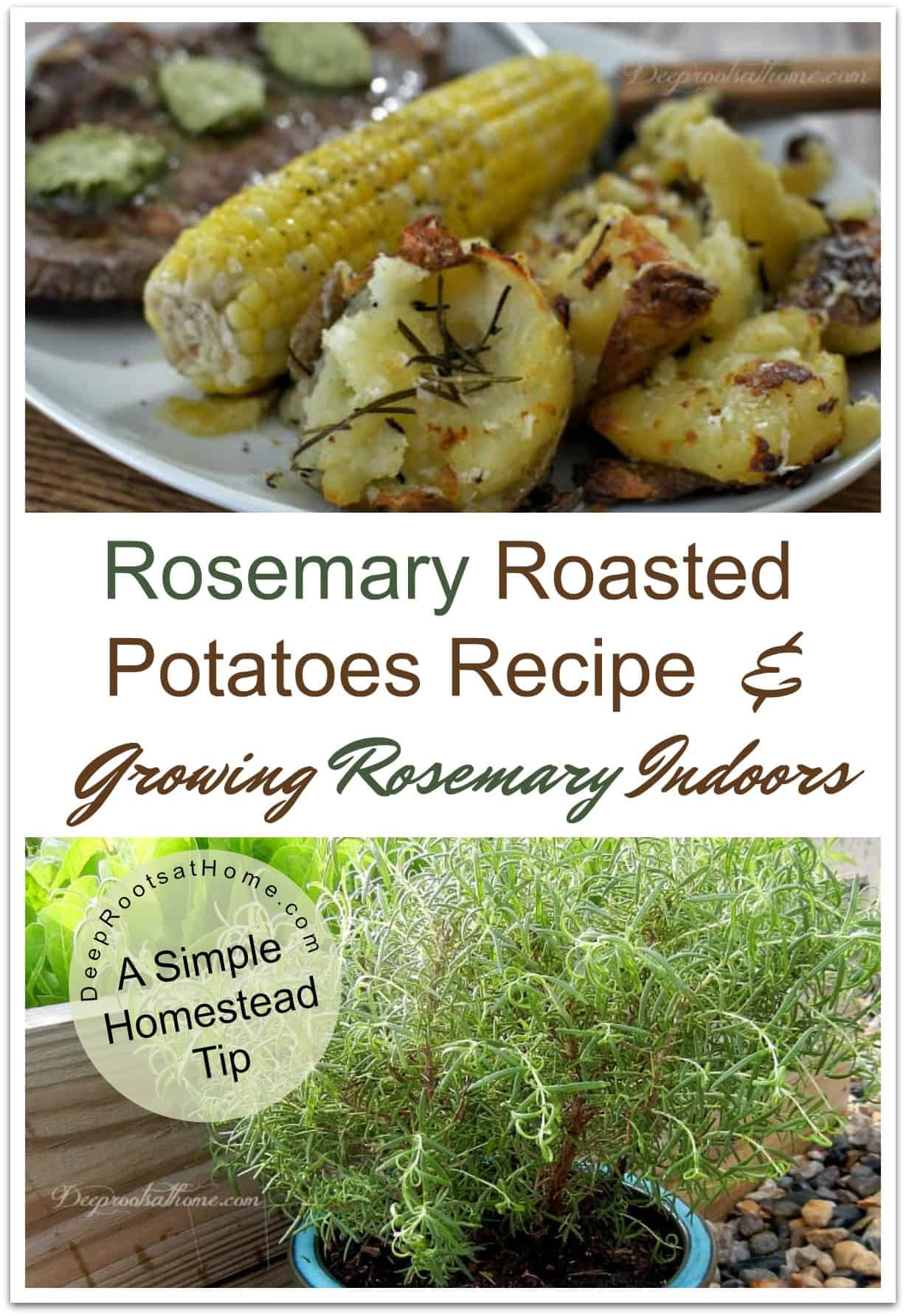 Rosemary Roasted Potatoes Recipe & Growing Rosemary Indoors. Rosemary roasted potatoes, corn and steak.