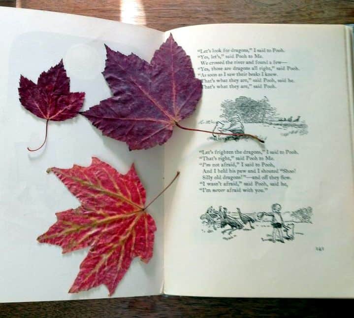pressing leaves in a book 