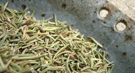 Insect Repellant: Vinegar of the 4 Thieves for Chiggers, Mosquitoes Insect Repellant: Vinegar of the 4 Thieves for Chiggers, Mosquitoes. rosemary dried herb