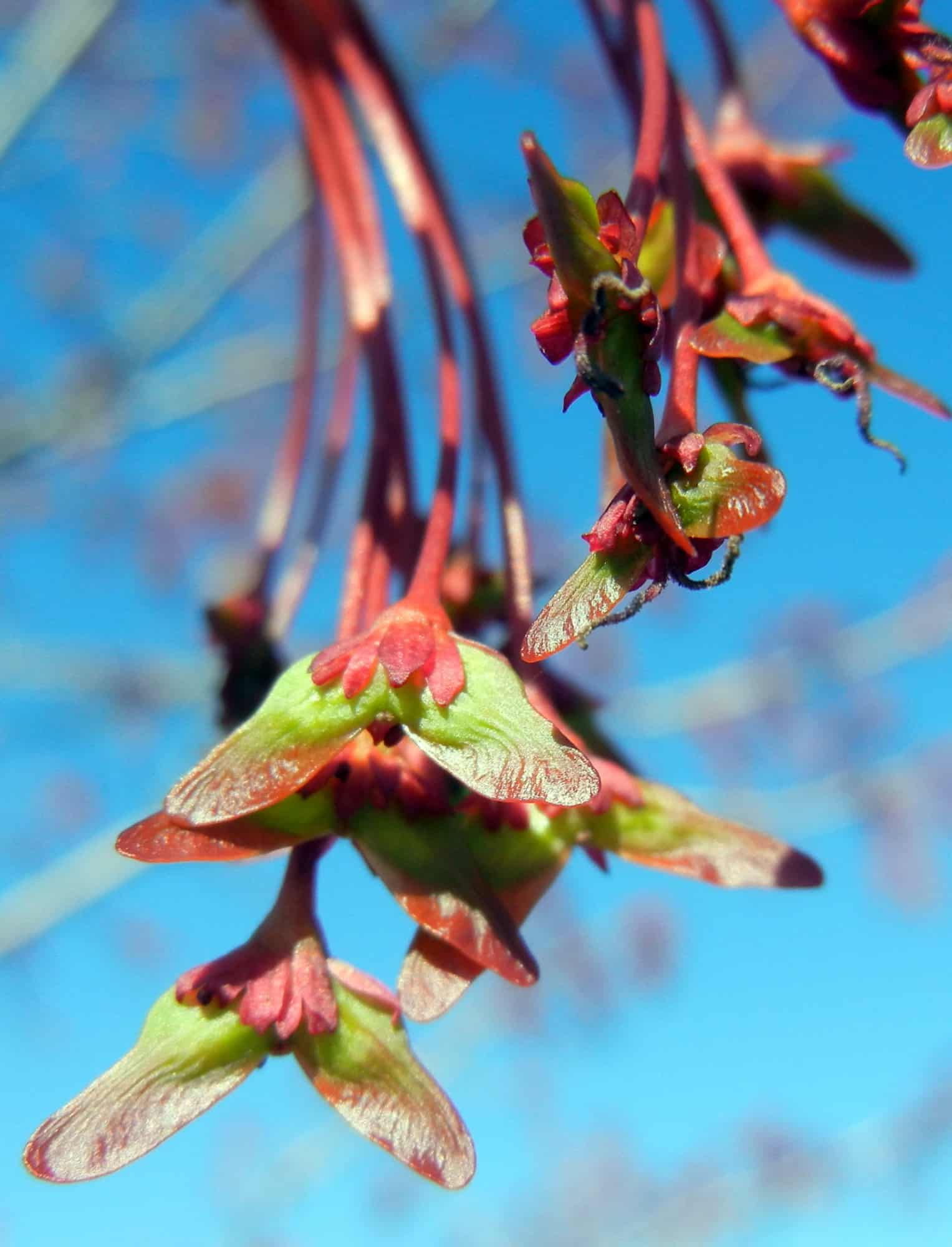 maple tree seeds