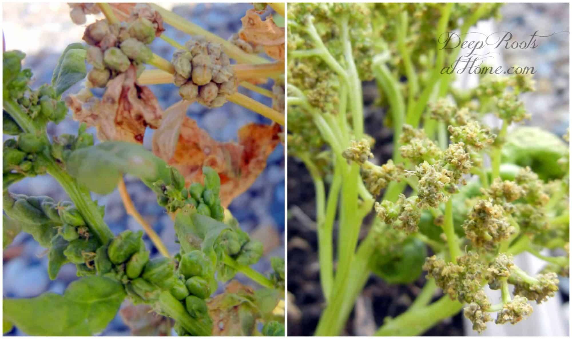 Seed Saving: male and female spinach