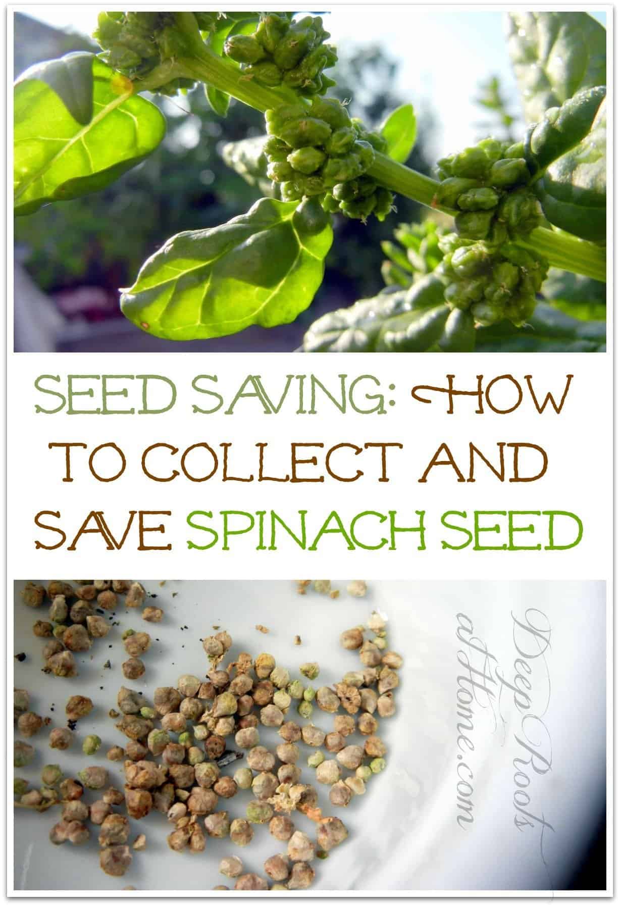 Seed Saving: How To Collect and Save Spinach Seed. Pinterest image