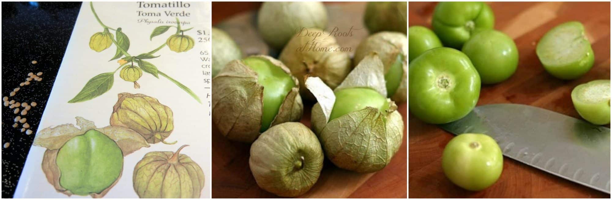 Fire or Oven Roasted Tomatillos Perfect this Salsa Verde Recipe. small green fruit in husks off the plant