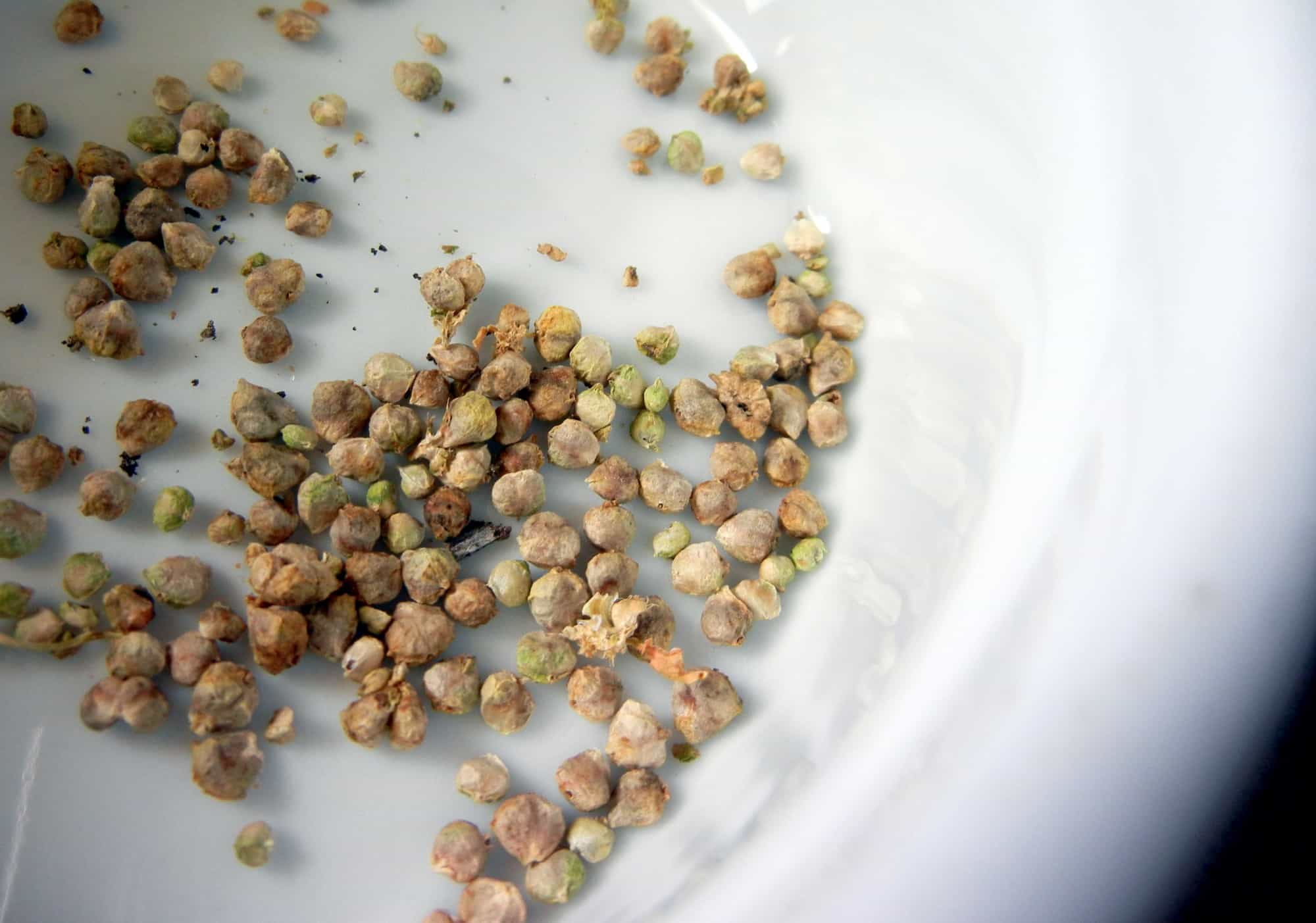 dried seed