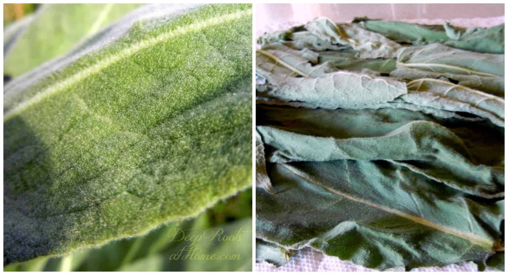 fresh and dried leaves