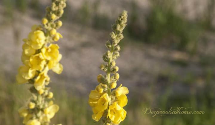 A flowering mullein plant that is ready for harvest to make a cough and respiratory remedy.