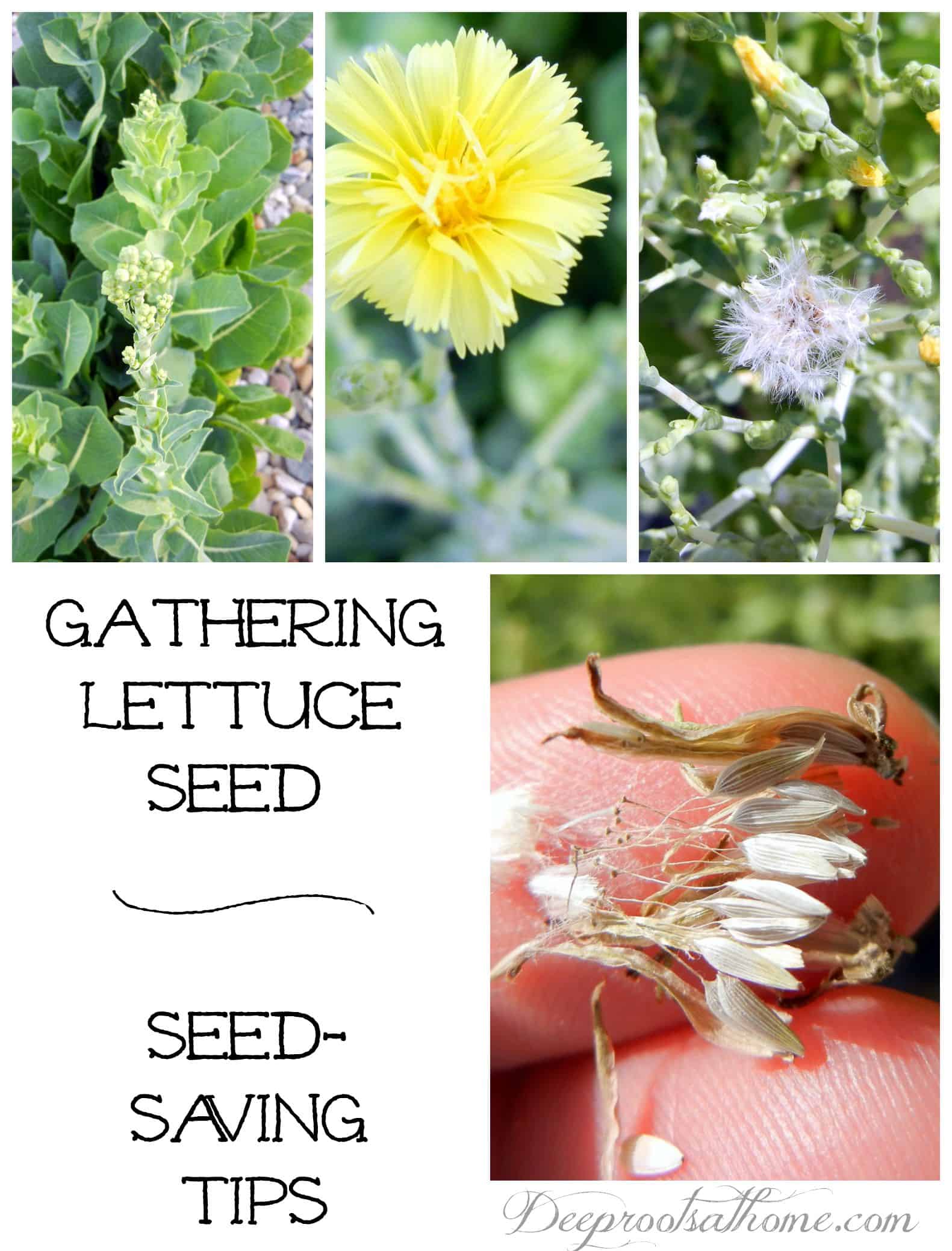 Gathering Lettuce Seed ~ Seed Saving Tips, flowers, adventure, science, thrift, preparedness training, culinary arts, living simply and responsibly, teach your children, pass on a heritage, sustainable skills, next generation, save money, frugal living, sustainable, homesteading, following God's natural plan, growing things, germination, growth, fruit bearing, prepared, proactive, your families needs, produce, no chemicals, no GMOs, full of nutrients, rich soils, tastes great, Vivian Romaine, Burpee seed, bolting, past its prime, spent plants, flower stalks, blooms, sap, sticky, when to pick, release seed, scattering seeds, spinach seed, celery seed, dill seed, herbs, herbal gardening, drying, recording date, keeping a log, keeper of the home, homemaking, homemaker, planting, harvesting, watering, collecting, Romaine lettuce, Caesar salad, salad fixings, gardening, September, fall garden, cool weather crops, 