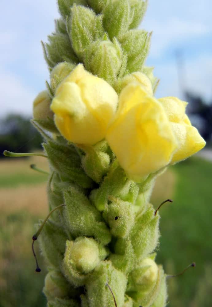MULLEIN HERB: EFFECTIVE COUGH AND CONGESTION BUSTER. Mullein leaves and yellow flowers.