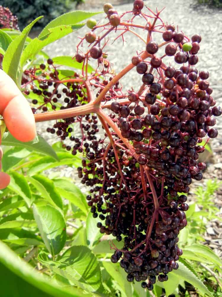 Getting More Self-Sufficient Homemade Elderberry Tincture. Berries of the sambucus ssp.