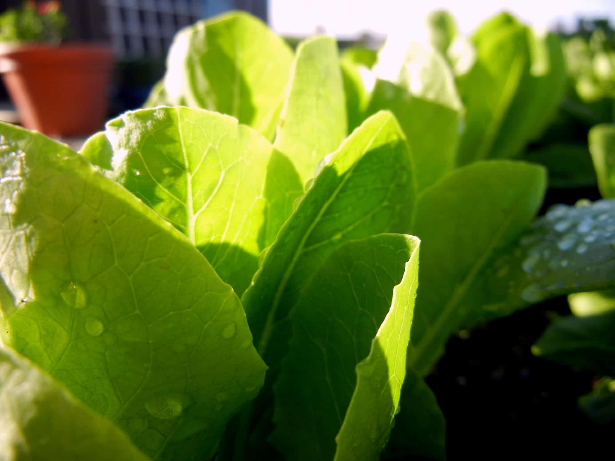  Romaine lettuce