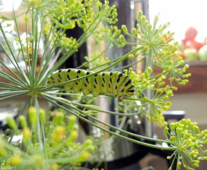 SLR camera on tripod, photographing caterpillar, eating fresh herb