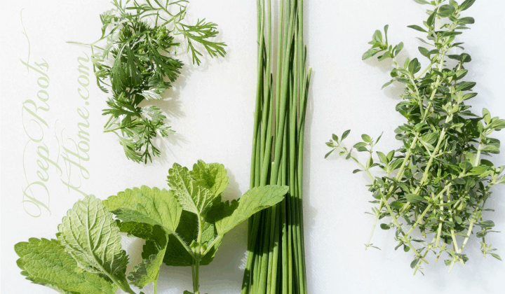 Drying Herbs: Getting Started With Or Without A Dehydrator Drying Herbs: Getting Started With Or Without A Dehydrator. dill, mint, chives, oregano