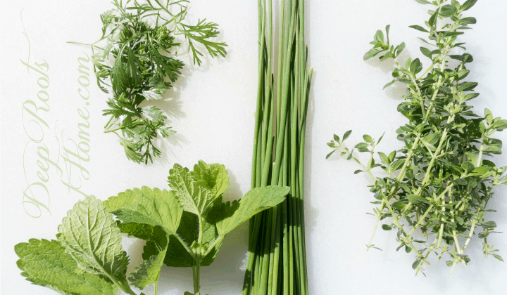 Drying Herbs: Getting Started With Or Without A Dehydrator. dill, mint, chives, oregano