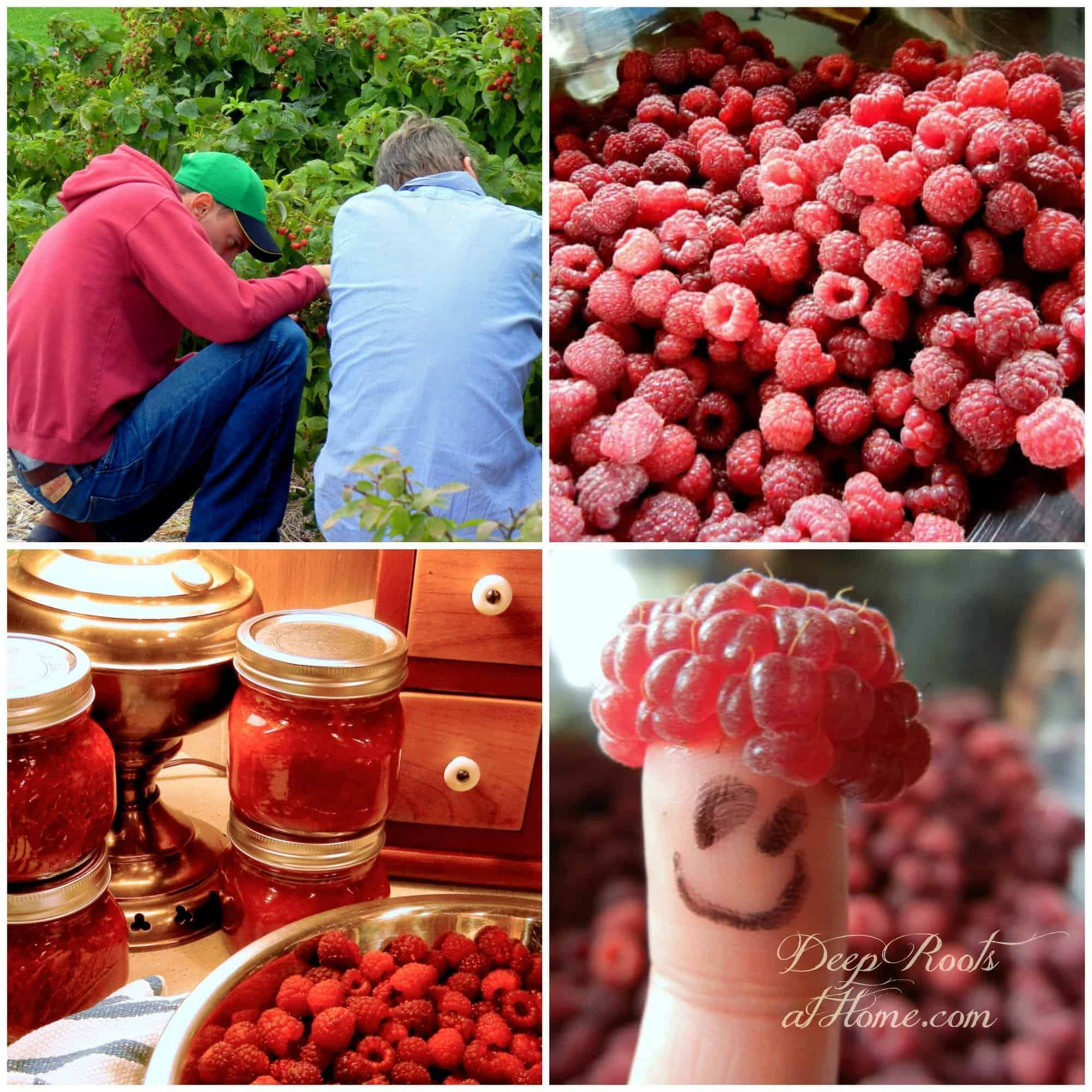 Everbearing Heritage Red Raspberry: Grow Your Own Berry Patch. collage