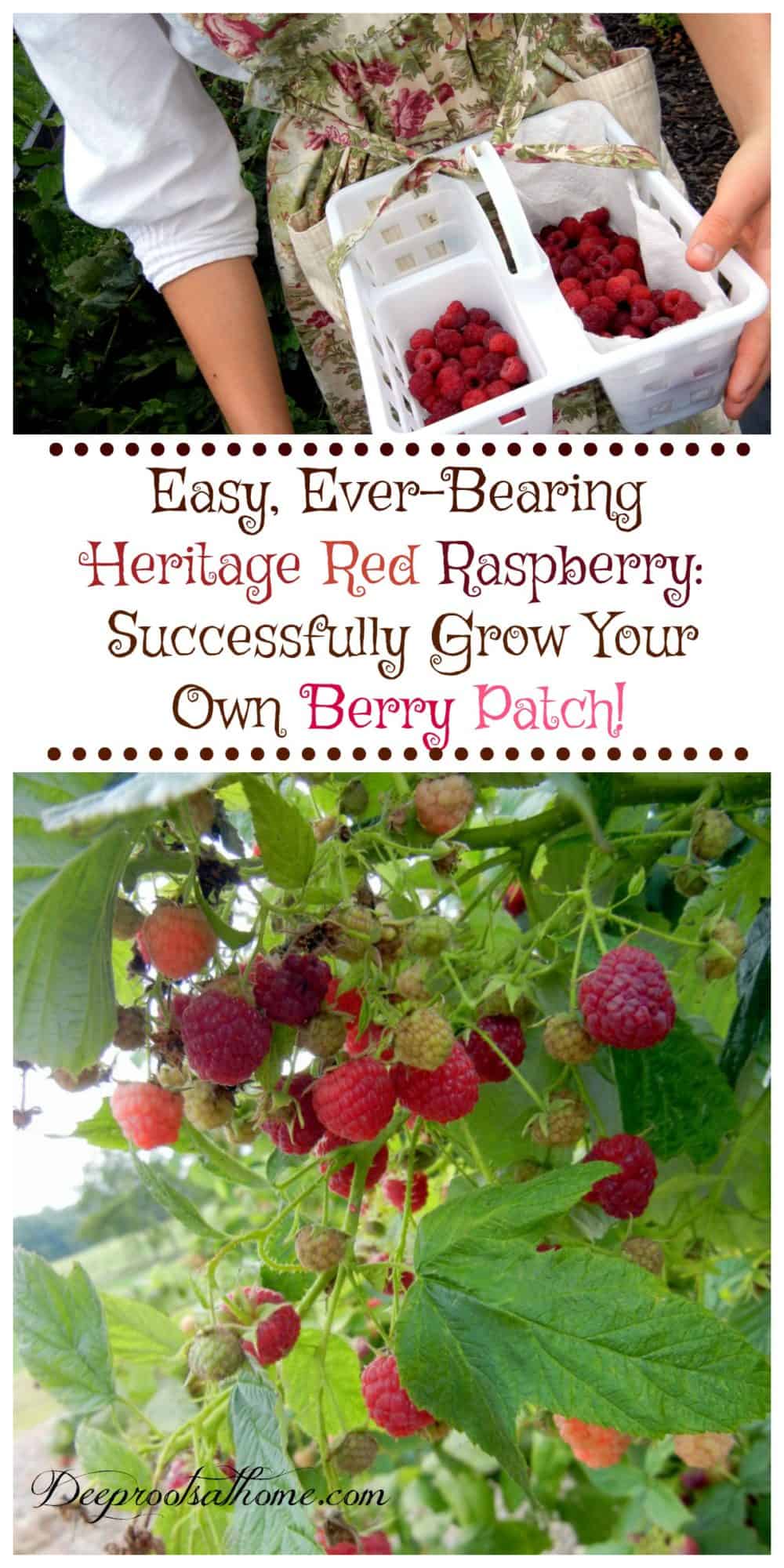 Easy Ever-Bearing Heritage Raspberry: Successfully Grow Your Own Berry Patch. Pinterest image