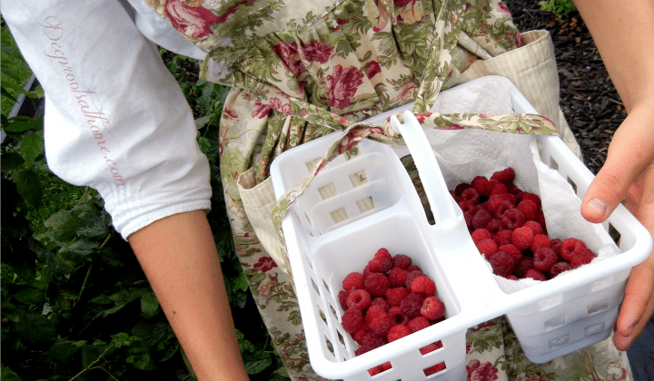 Everbearing Heritage Red Raspberry: Grow Your Own Berry Patch. girl picking berries