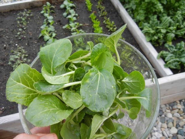 How to Grow Greens Spring or Fall in 25 Days & 3 Fab Smoothie Recipes. Young tender bok choi leaves.
