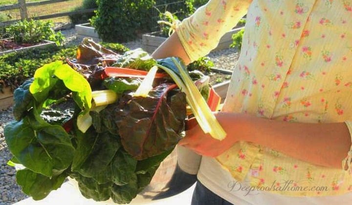 How to Grow Greens Spring or Fall in 25 Days & 3 Fab Smoothie Recipes. A young woman carrying in a bundle of fresh leafy greens from the fall garden