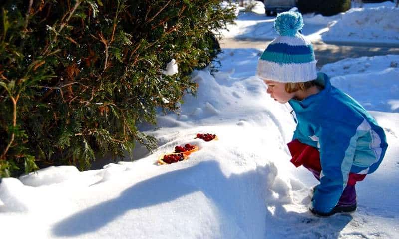 a child in her snowsuit checking out food they put out to feed their birds!