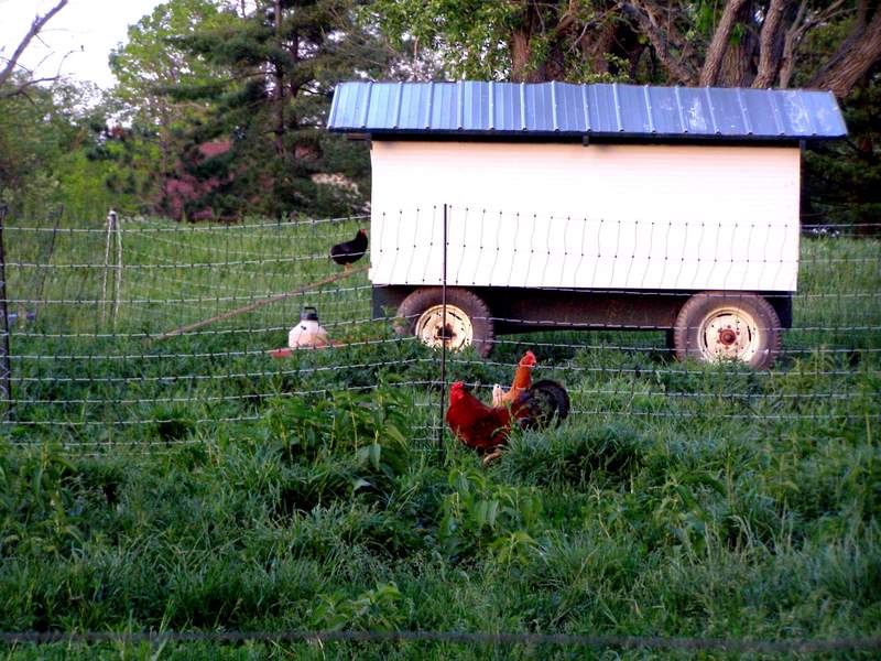 Beautiful Nutrient-Dense Broth For Cold & Flu Season. Our chicken tractor is moveable