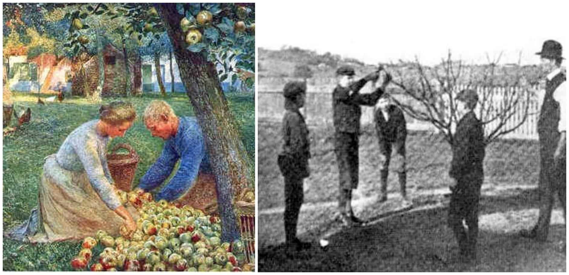 picking up apples, pruning trees