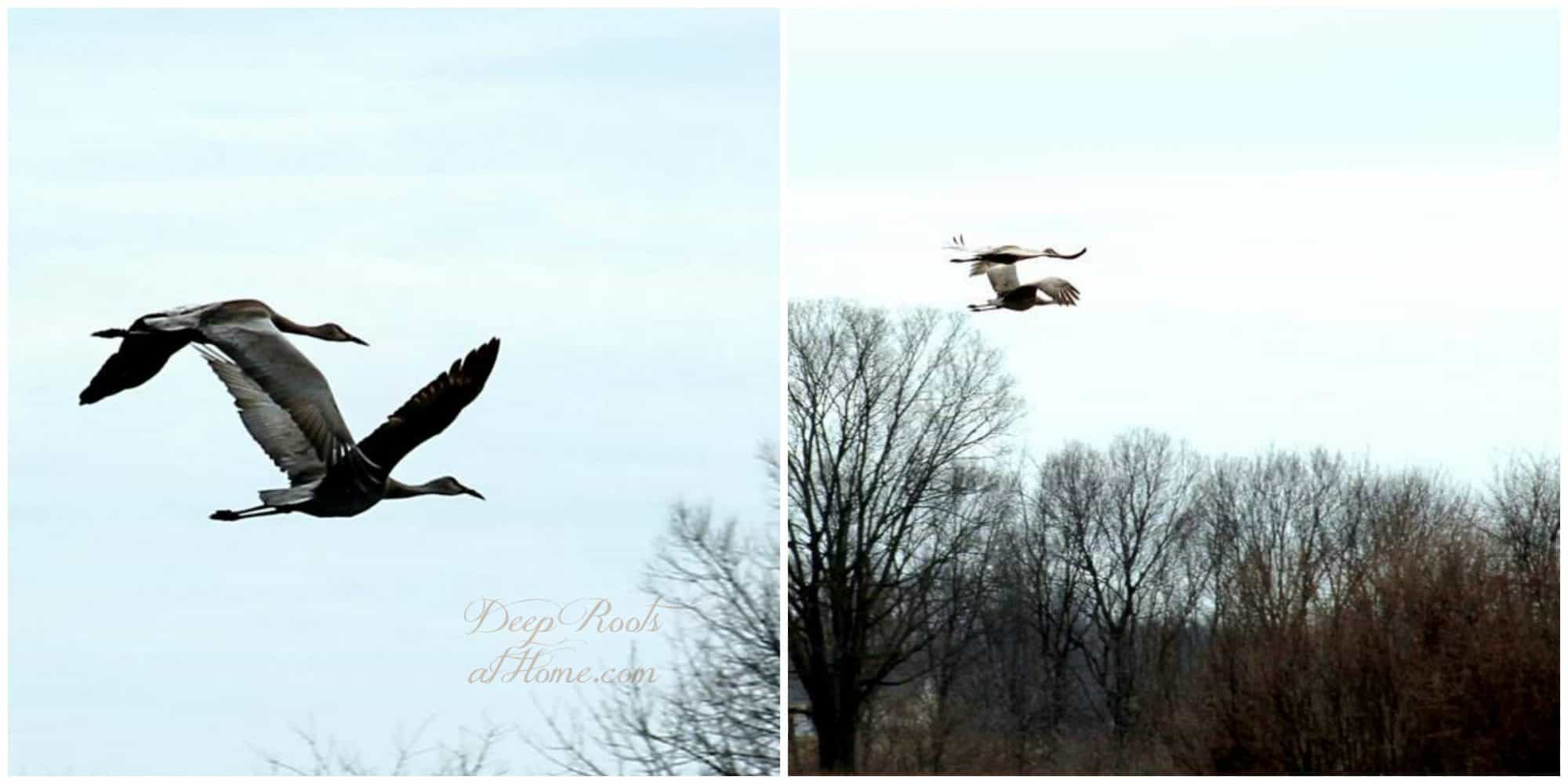 Sandhill Crane Migration Brings Visitors To Our Yard. Sandhill cranes in flight.