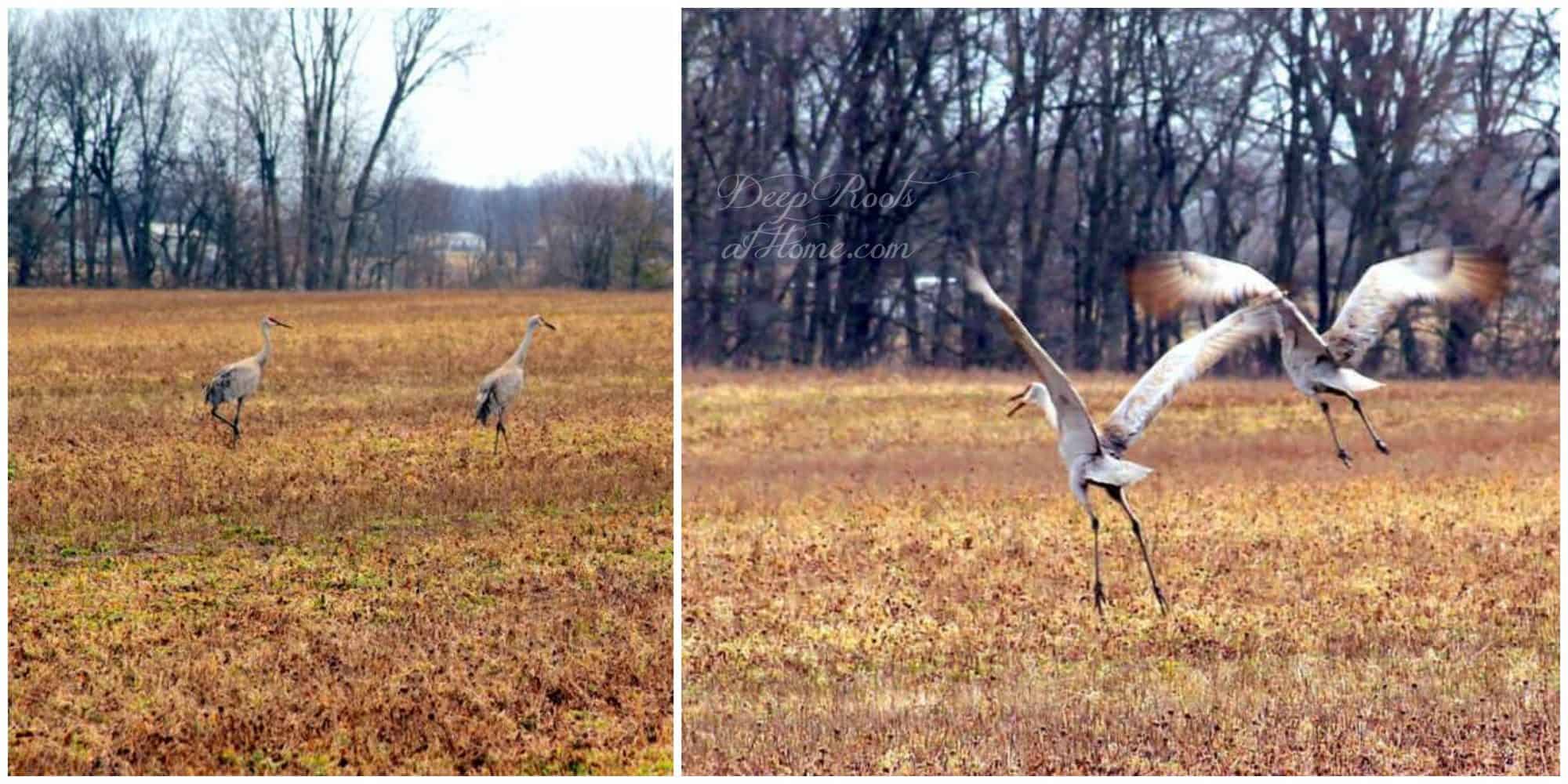 Sandhill Crane Migration Brings Visitors To Our Yard. Sandhill cranes, a mated pair, resting between flights.
