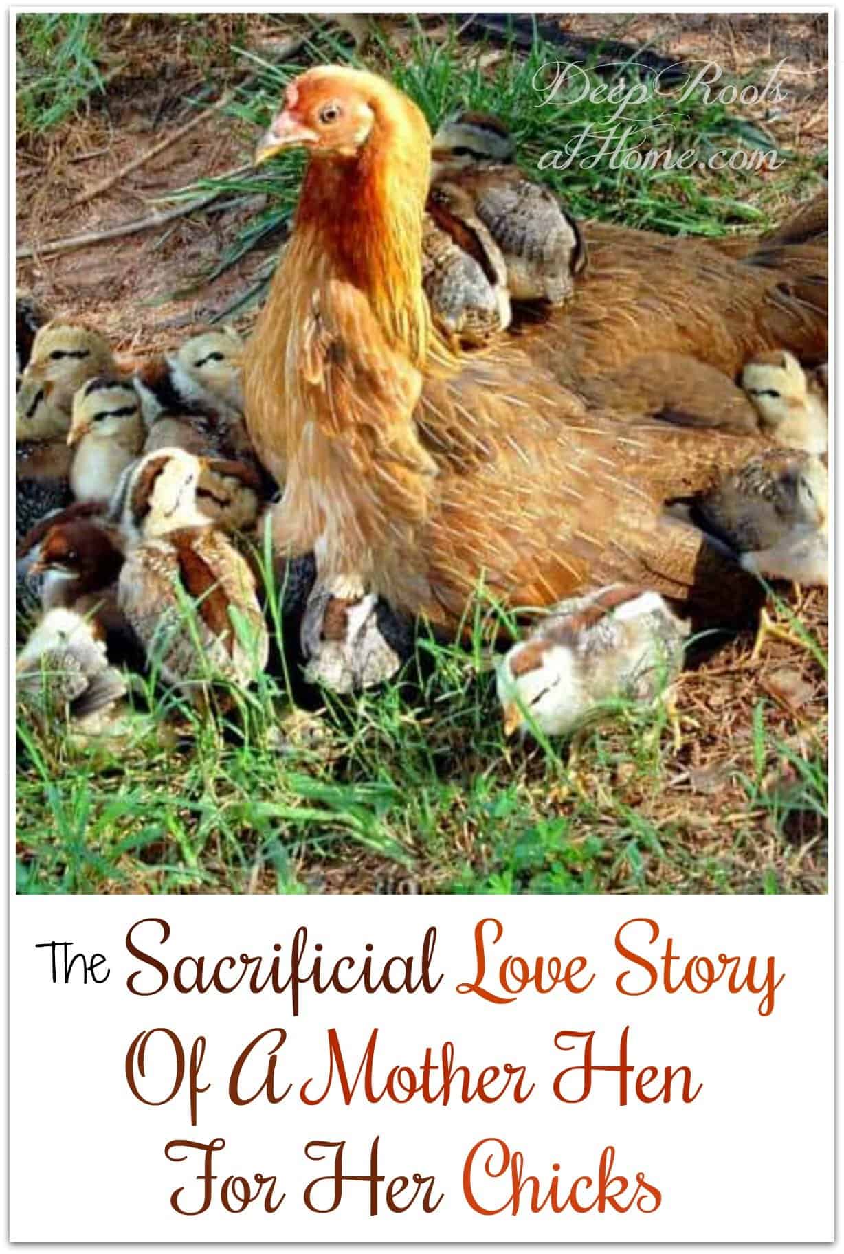 The Sacrificial Love Story Of A Mother Hen For Her Chicks. Hen surrounded by 15 chicks.