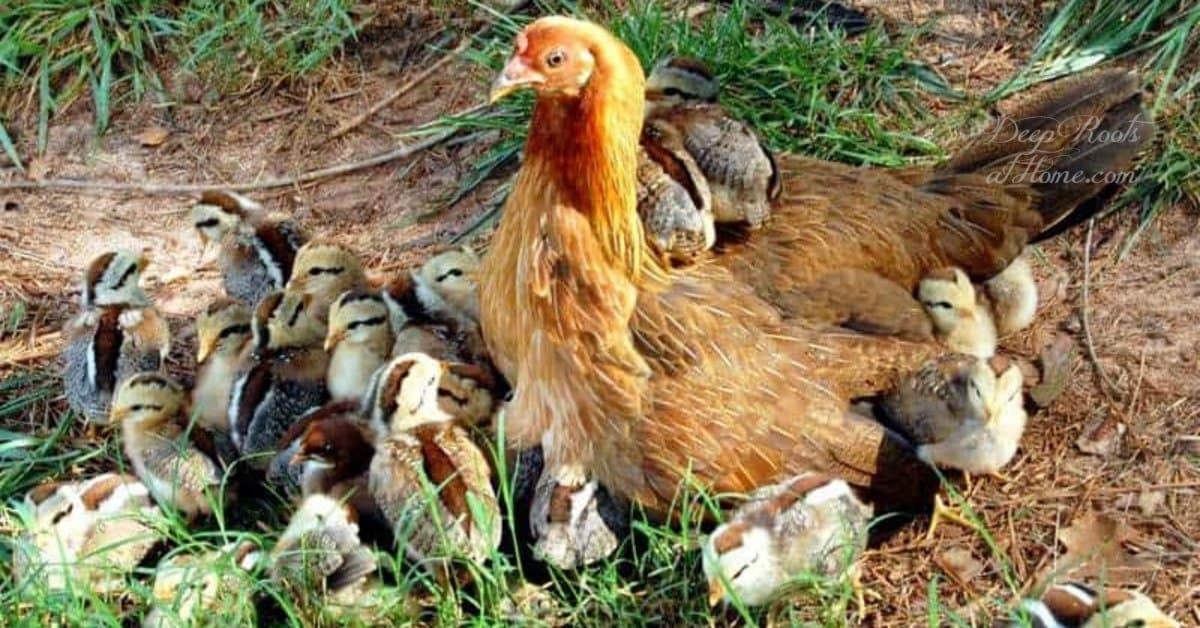 The Sacrificial Love Story Of A Mother Hen For Her Chicks. A large hen with many chicks