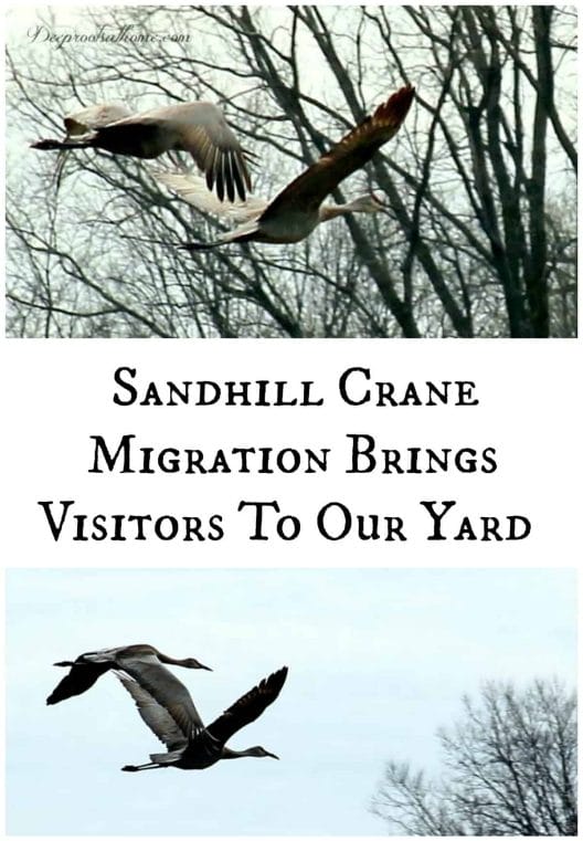 Sandhill Crane Migration Brings Visitors To Our Yard, Sandhill cranes in flight.