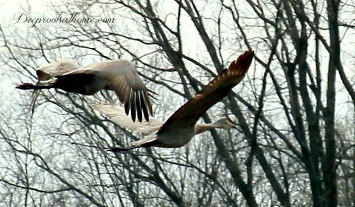 Sandhill Crane Migration Brings Visitors To Our Yard, sandhill cranes in flight, mated pair