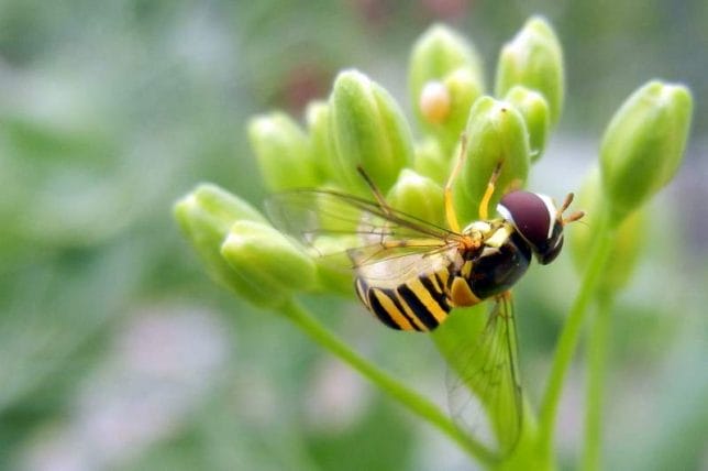 A beneficial bee on Chinese cabbage flowers