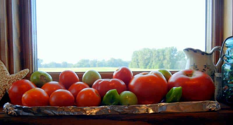 5 Reasons We Keep A Small Garden & An Interactive Garden Planner. A tray of tomatoes ripening in the window