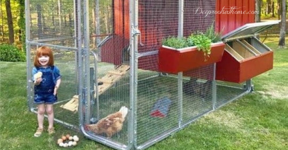 What Is A Chicken Tractor and Thoughts On Having Chickens