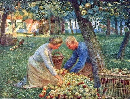 The Right and The Wrong Way & When To Prune Fruit Trees. The Right and The Wrong Way & When To Prune Fruit Trees. picking up apples