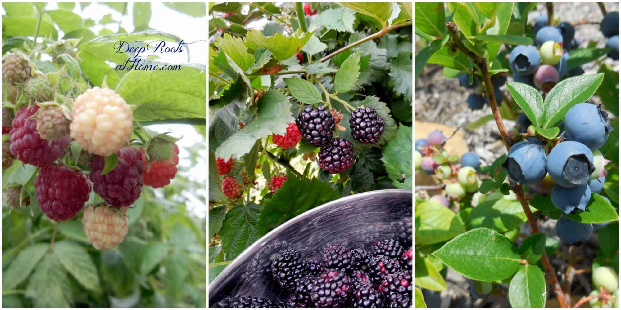 The March 'To Do' Spring Preparation List For Gardeners. blueberries, raspberries, blackberries