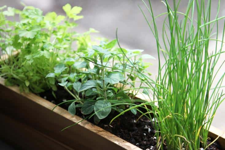  Shade tolerant herbs: tarragon, basil sage, parsley, coriander, chives