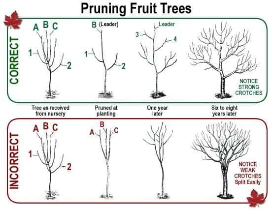 The Right and The Wrong Way & When To Prune Fruit Trees. Correct and incorrect ways to prune in a graphic comparison