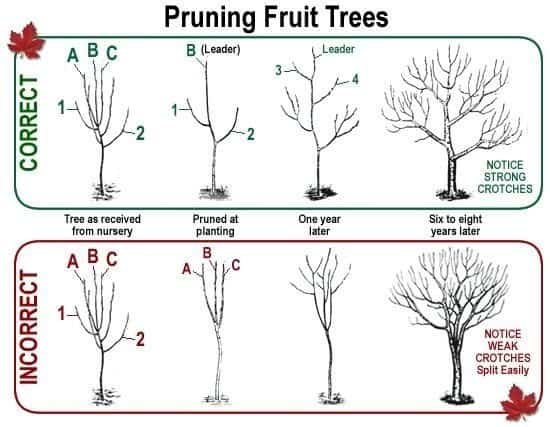 The Right and The Wrong Way & When To Prune Fruit Trees. The Right and The Wrong Way & When To Prune Fruit Trees. Correct and incorrect ways to prune in a graphic comparison
