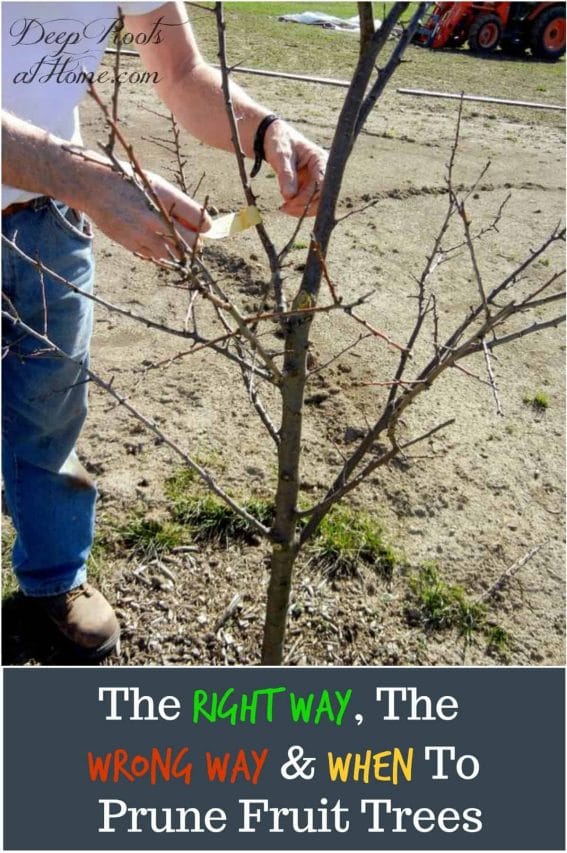 The Right and The Wrong Way & When To Prune Fruit Trees. My husband planting a young apple tree before pruning.