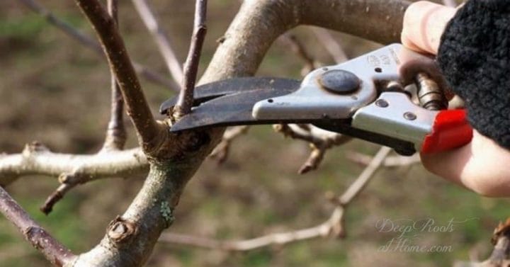 The Right and The Wrong Way & When To Prune Fruit Trees.