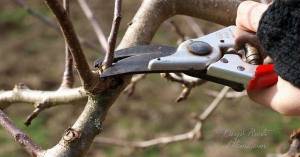 The Right and The Wrong Way & When To Prune Fruit Trees.
